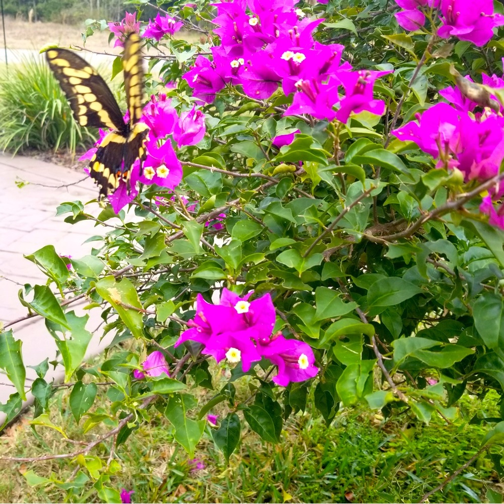 Meet your Posher, Maddie